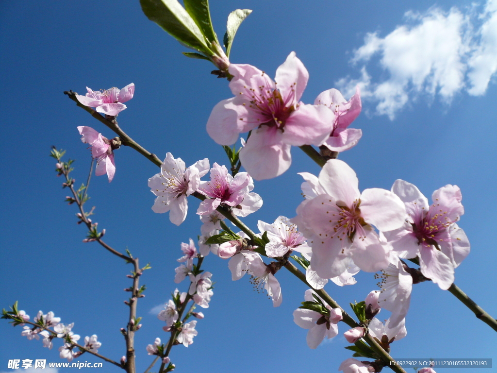 桃花