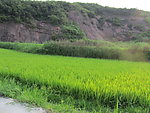 田野