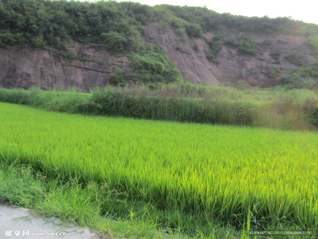 田野