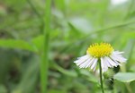 野菊