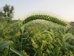 狗尾巴草
