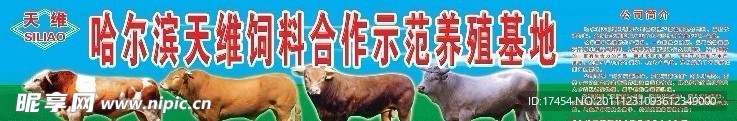 肉牛饲料