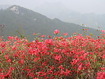 杜鹃花