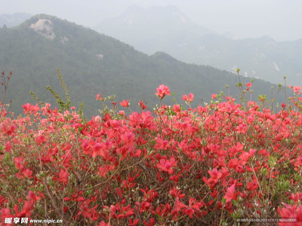 杜鹃花