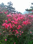 杜鹃花