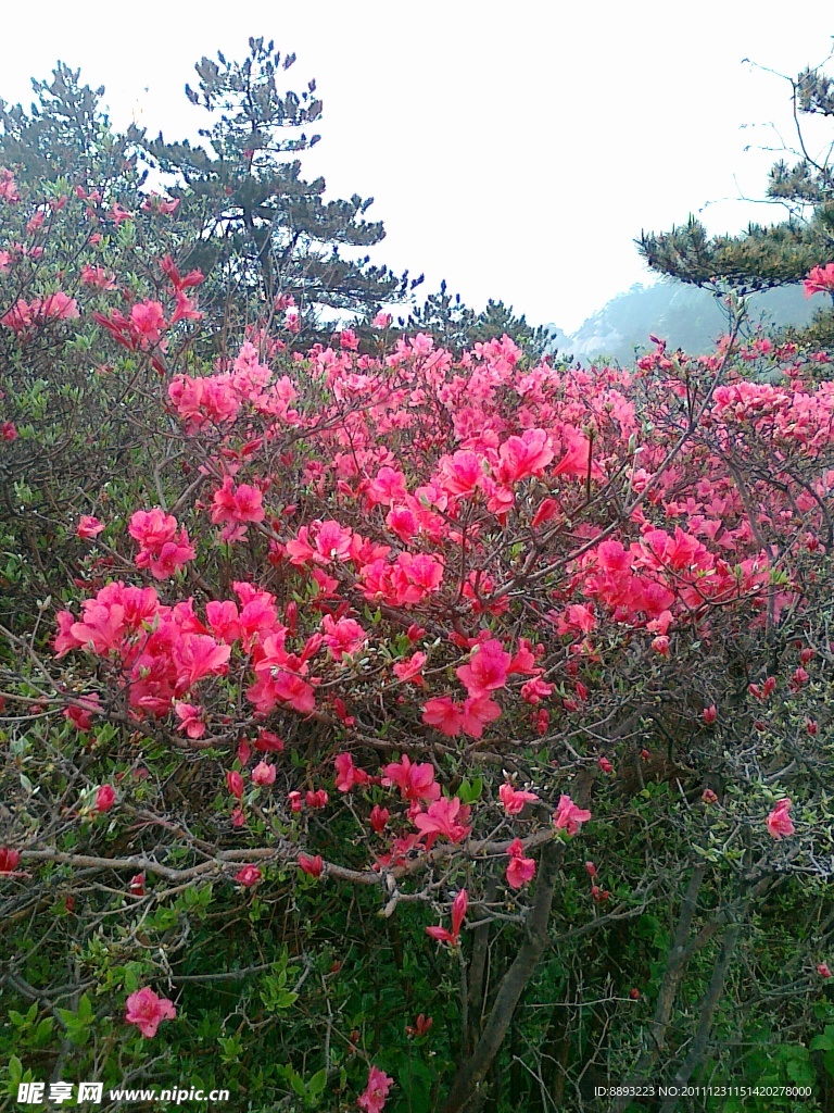 杜鹃花