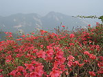 杜鹃花