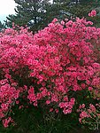 杜鹃花