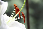 白花