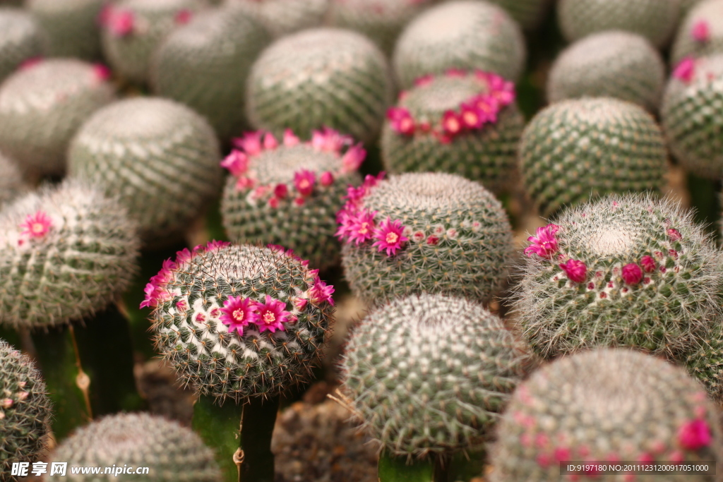 仙人球开花