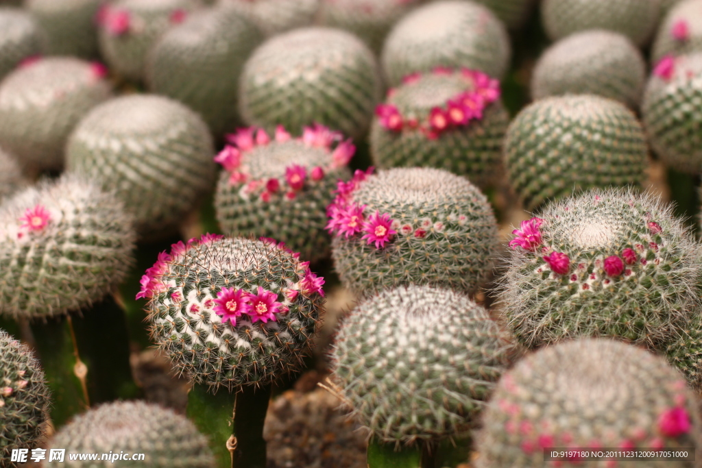 仙人球开花