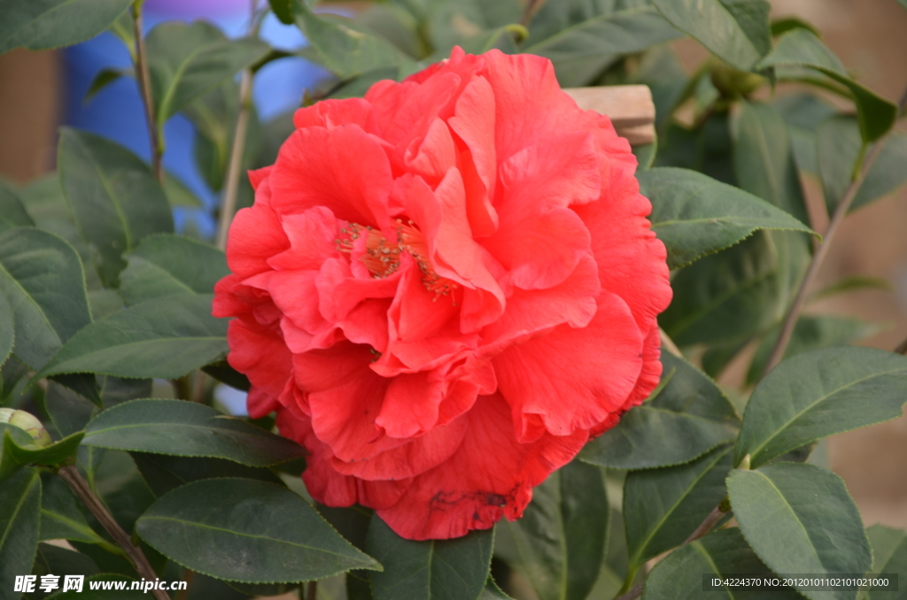 山茶花