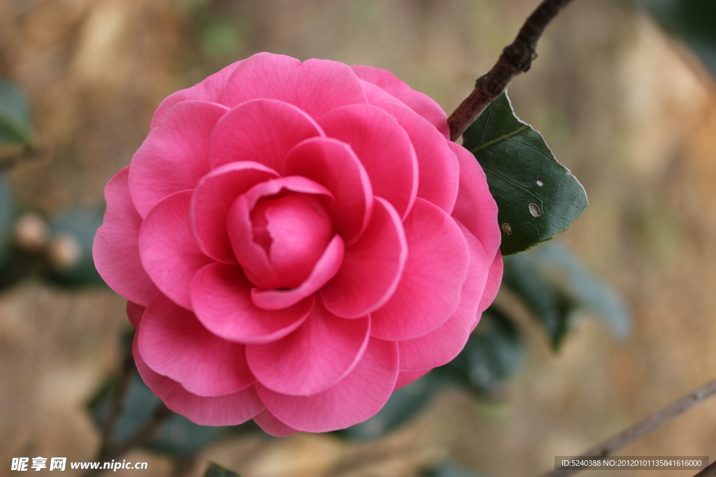 鲜花