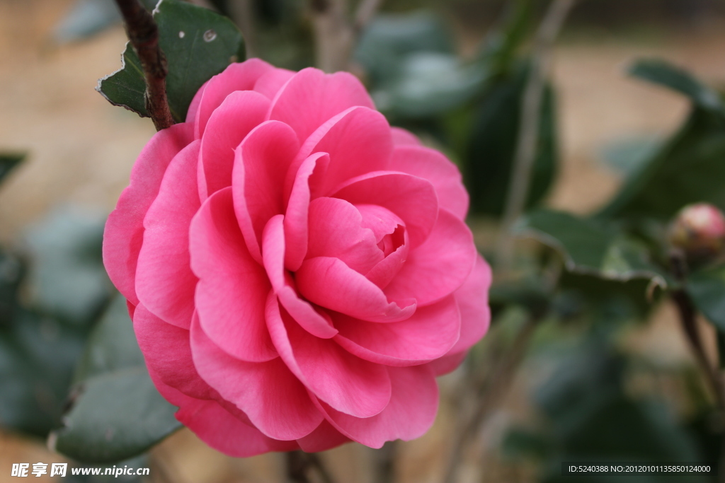 鲜花