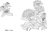 植物矢量图