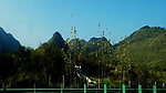隧道旁 小树