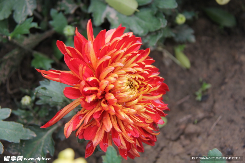 菊花