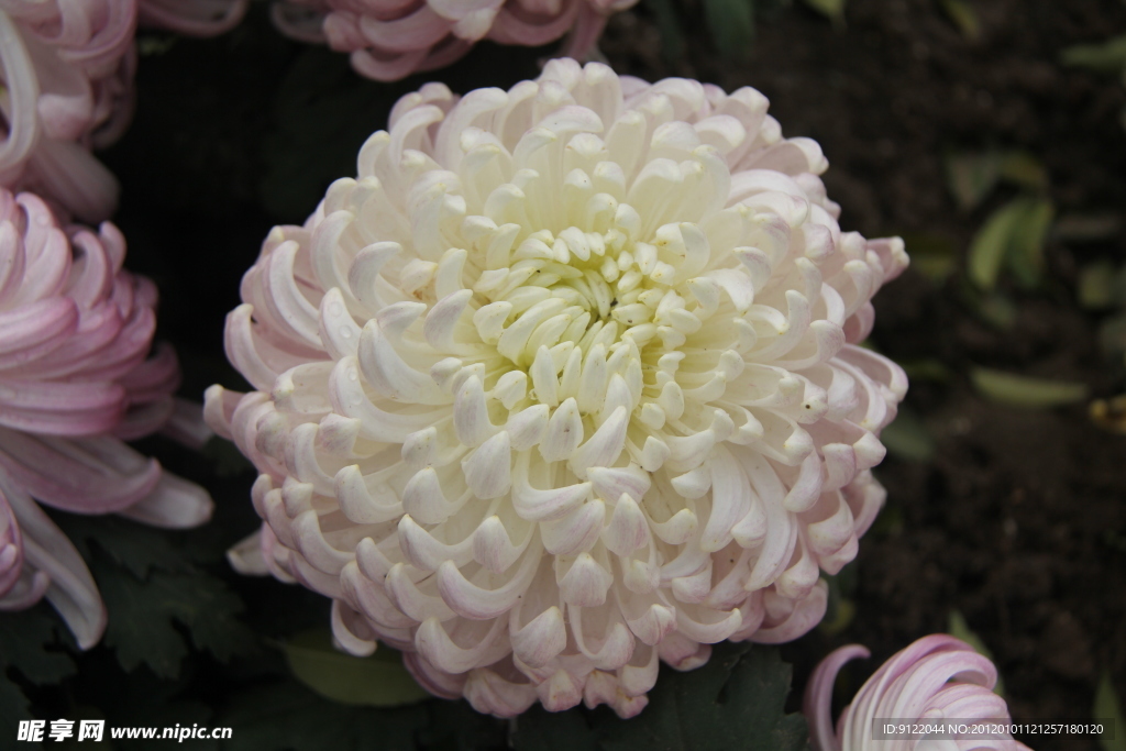 菊花
