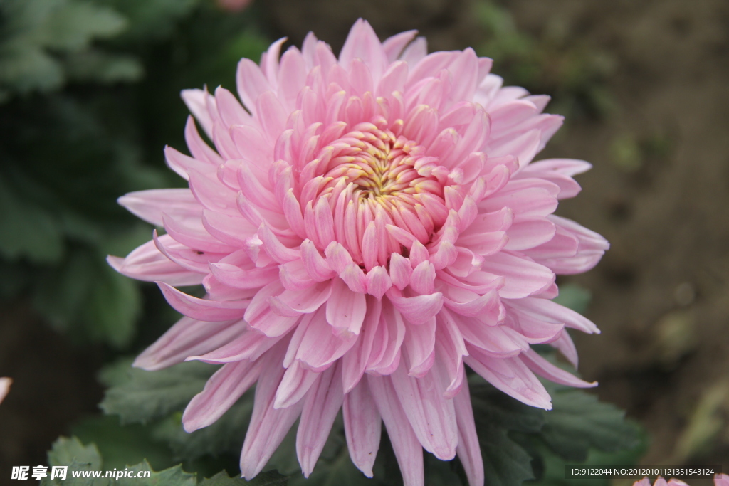 菊花