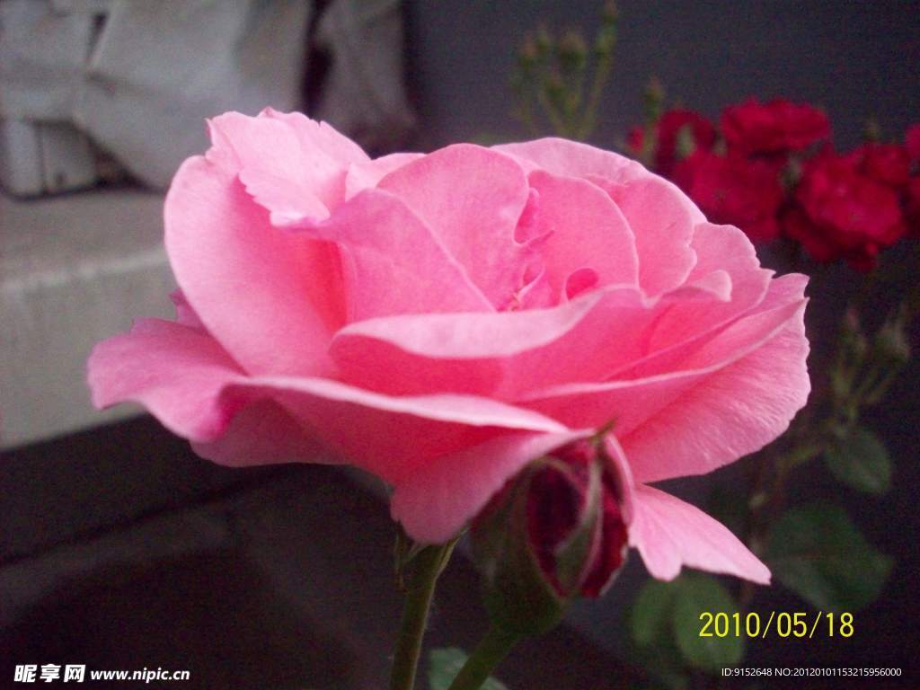 月季花