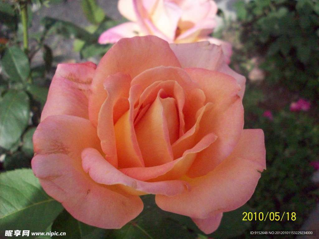 月季花