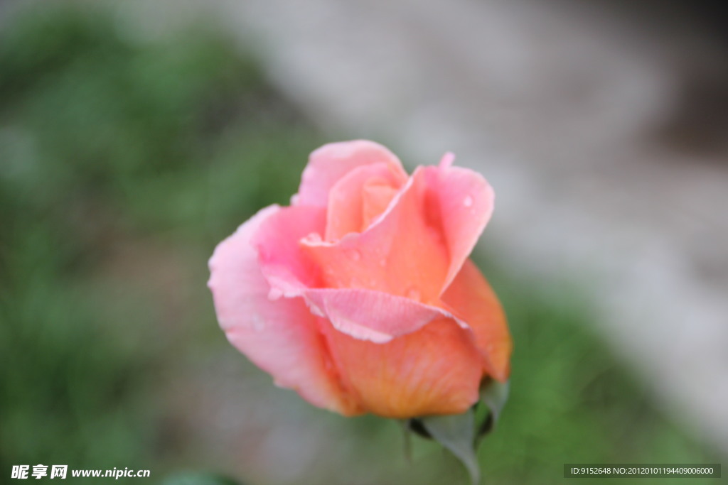 月季花