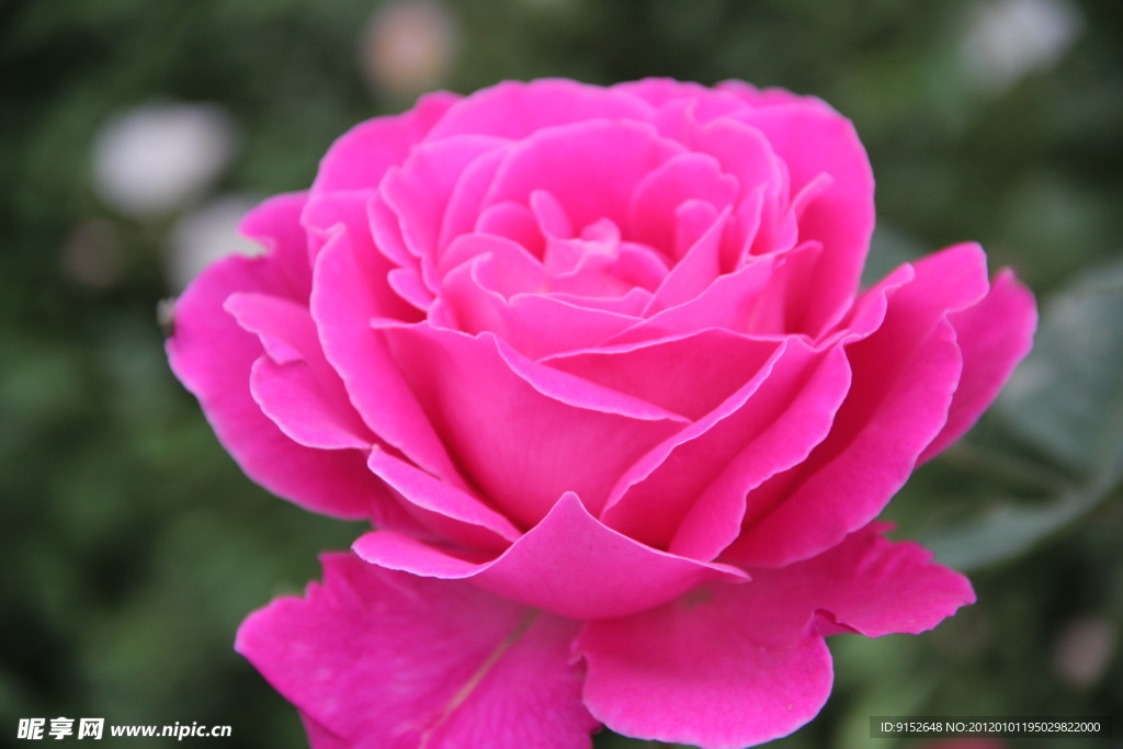 月季花