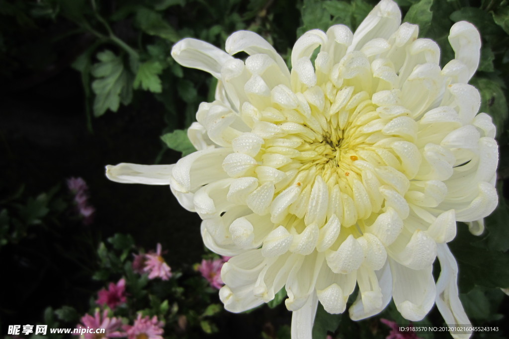 菊花