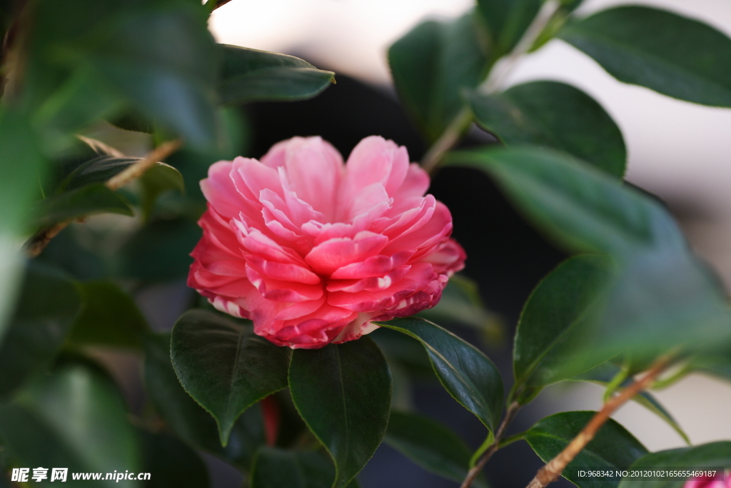 茶花