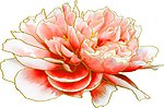 牡丹