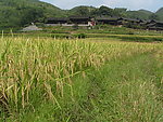 田园美景