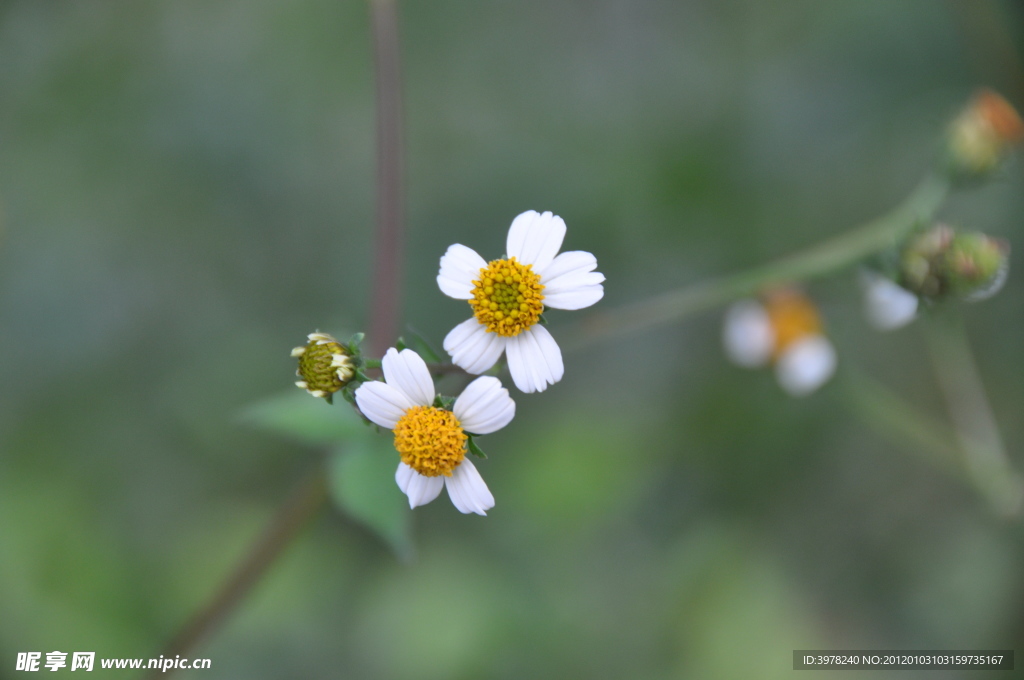 小花