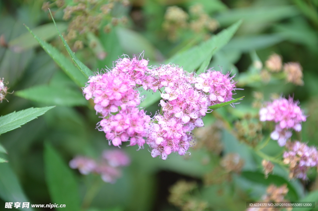 粉花绣线菊