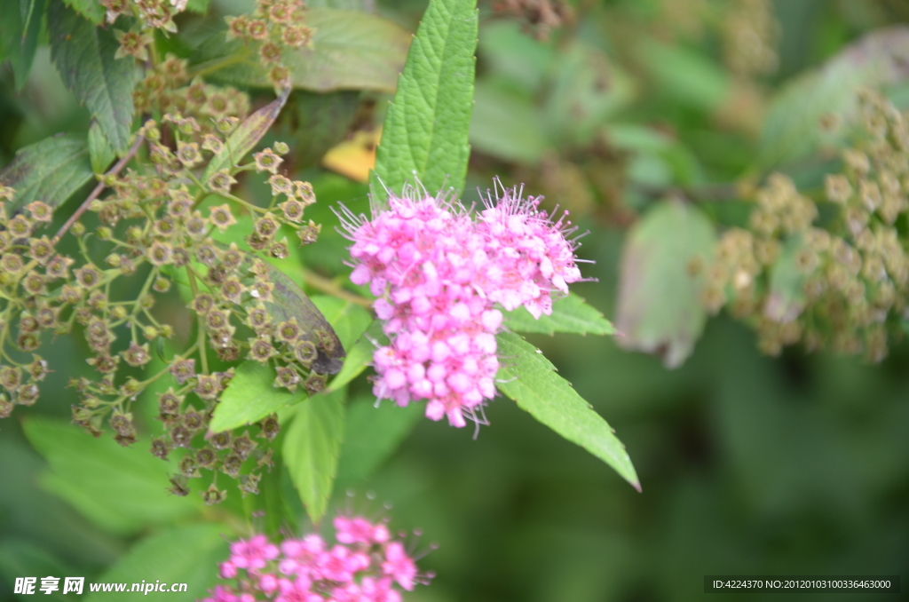 粉花绣线菊
