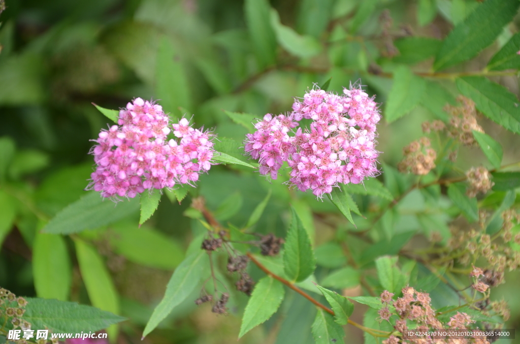 粉花绣线菊