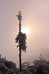 雪景 雪树