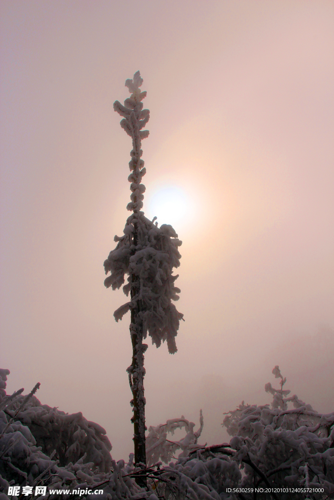 雪景 雪树