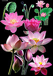 荷花