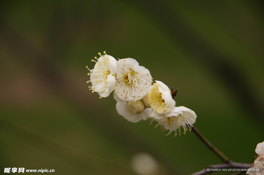 梅花