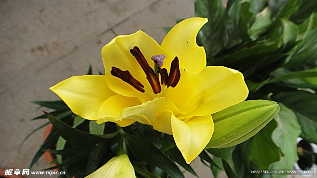 百合