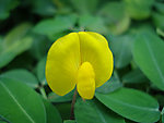 蔓花生