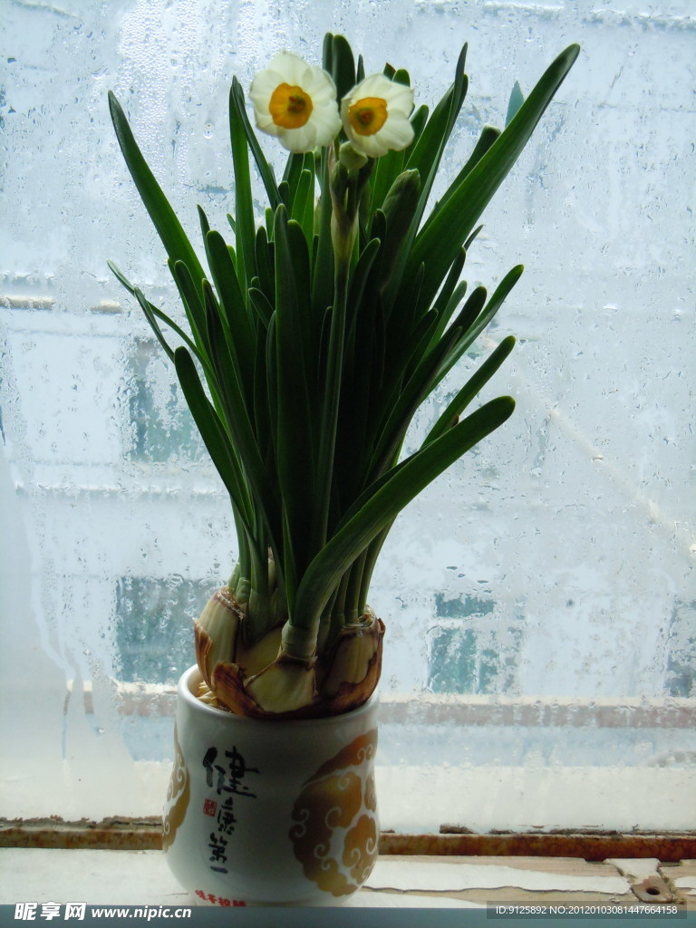 水仙
