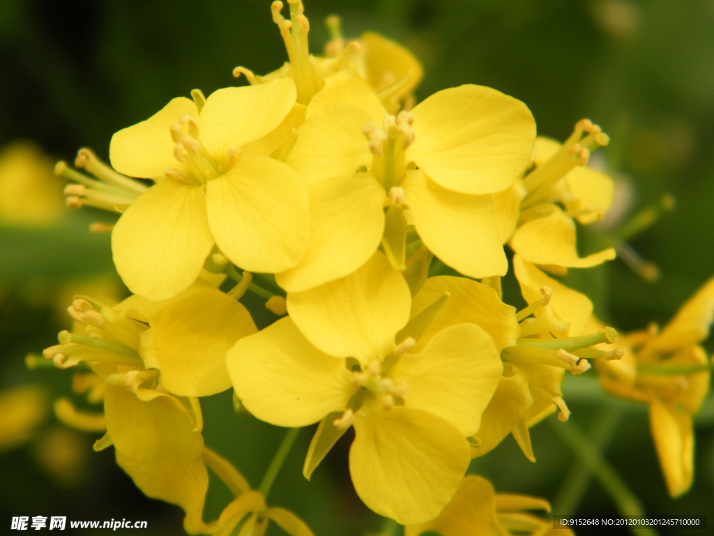 油菜花