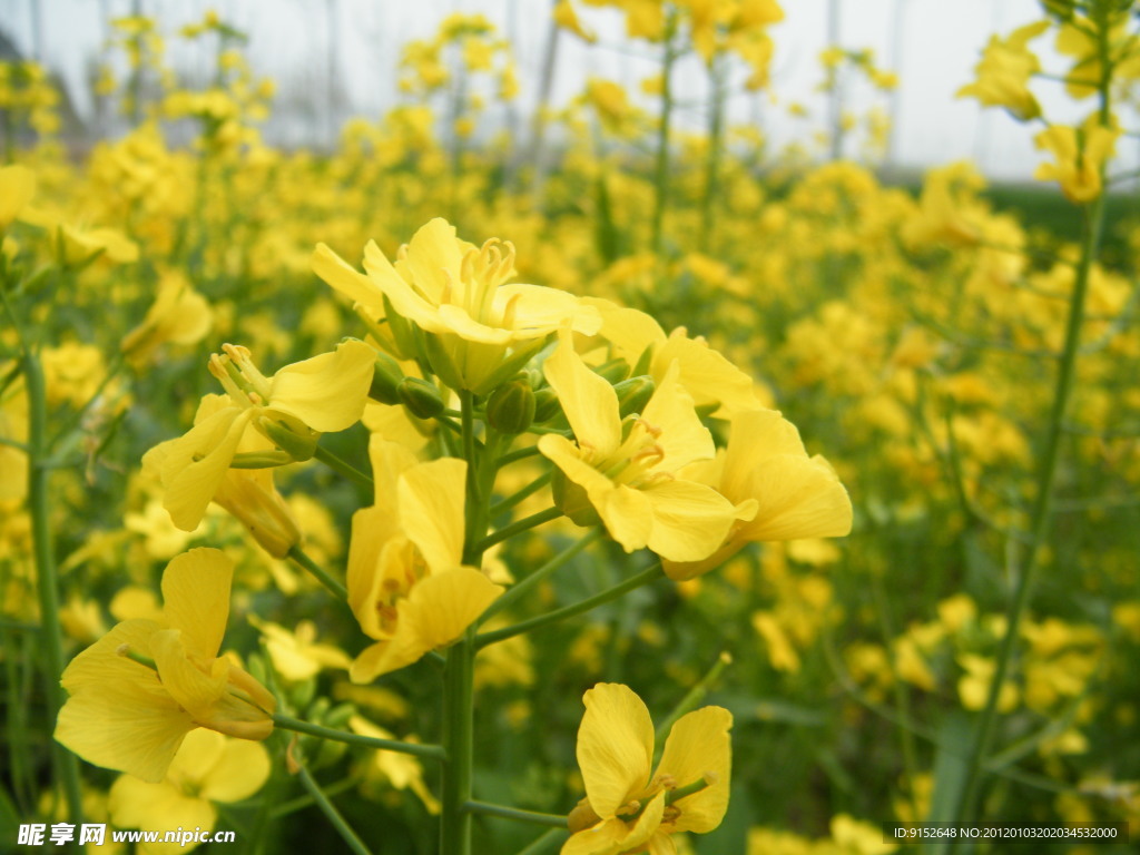 油菜花(非高清)