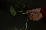 花草 绿叶