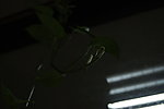 花草 绿叶