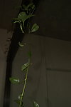 花草 绿叶