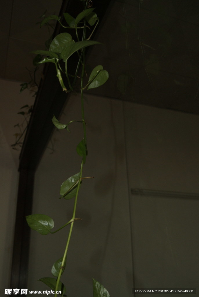 花草 绿叶