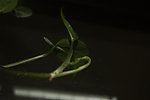花草 绿叶