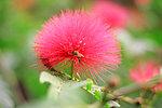 蜜蜂红花采蜜图